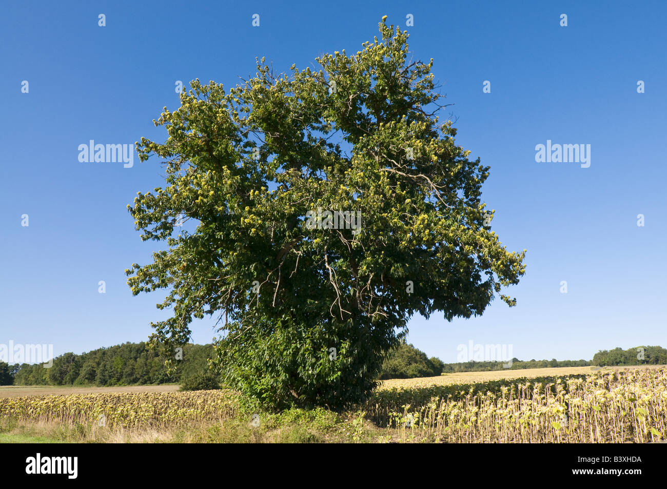 Spanische Kastanie - Castanea Sativa - Indre et Loire, Frankreich. Stockfoto