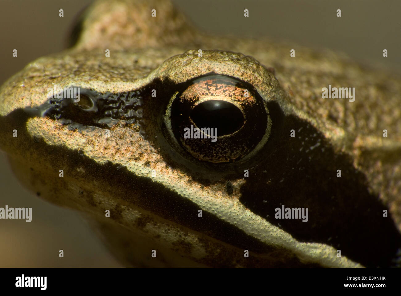 Europäischer brauner frosch Fotos und Bildmaterial in hoher Auflösung