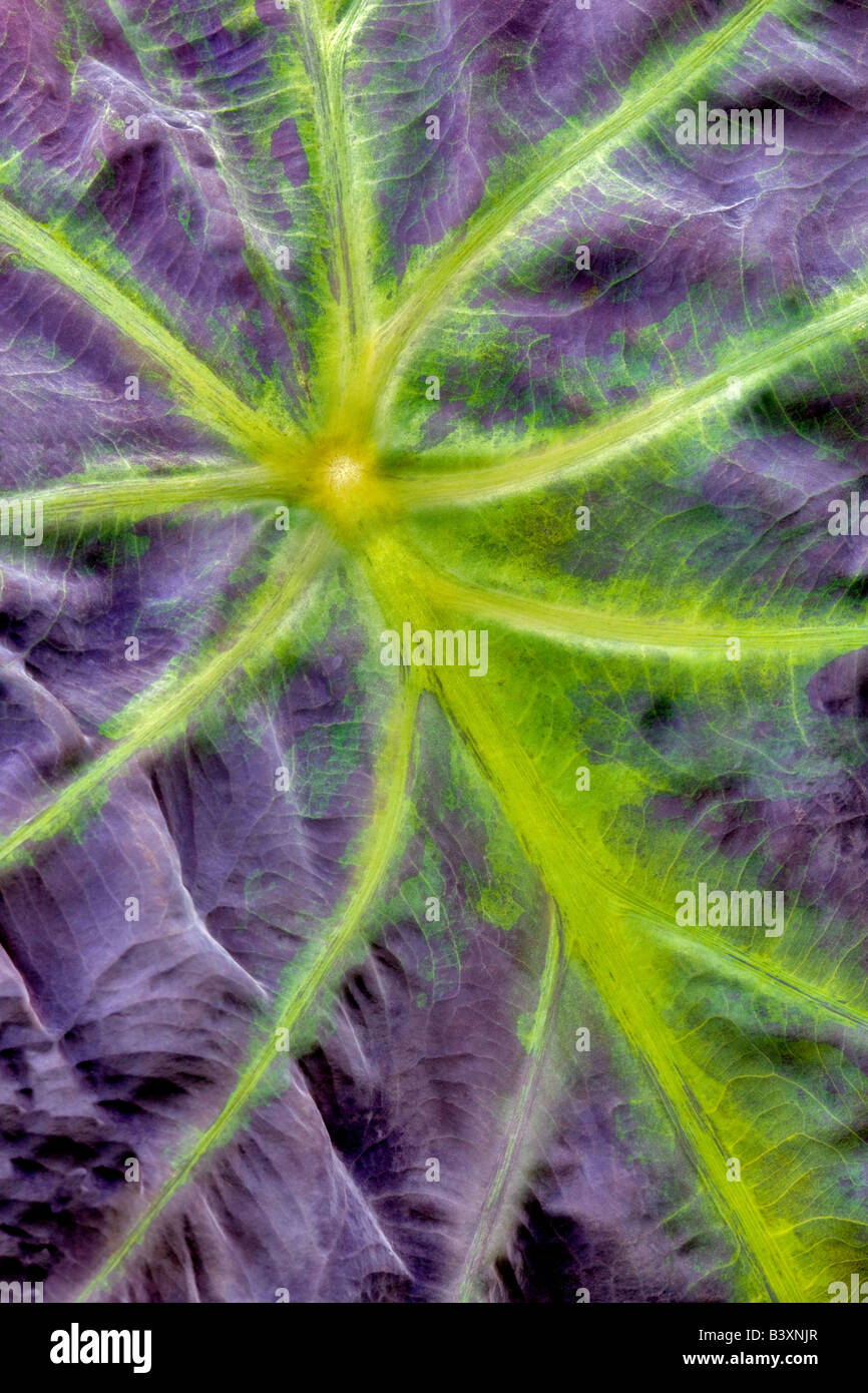 Nahaufnahme von Blattrippen der Taro-Pflanze Hugfhes Wassergärten Oregon Stockfoto