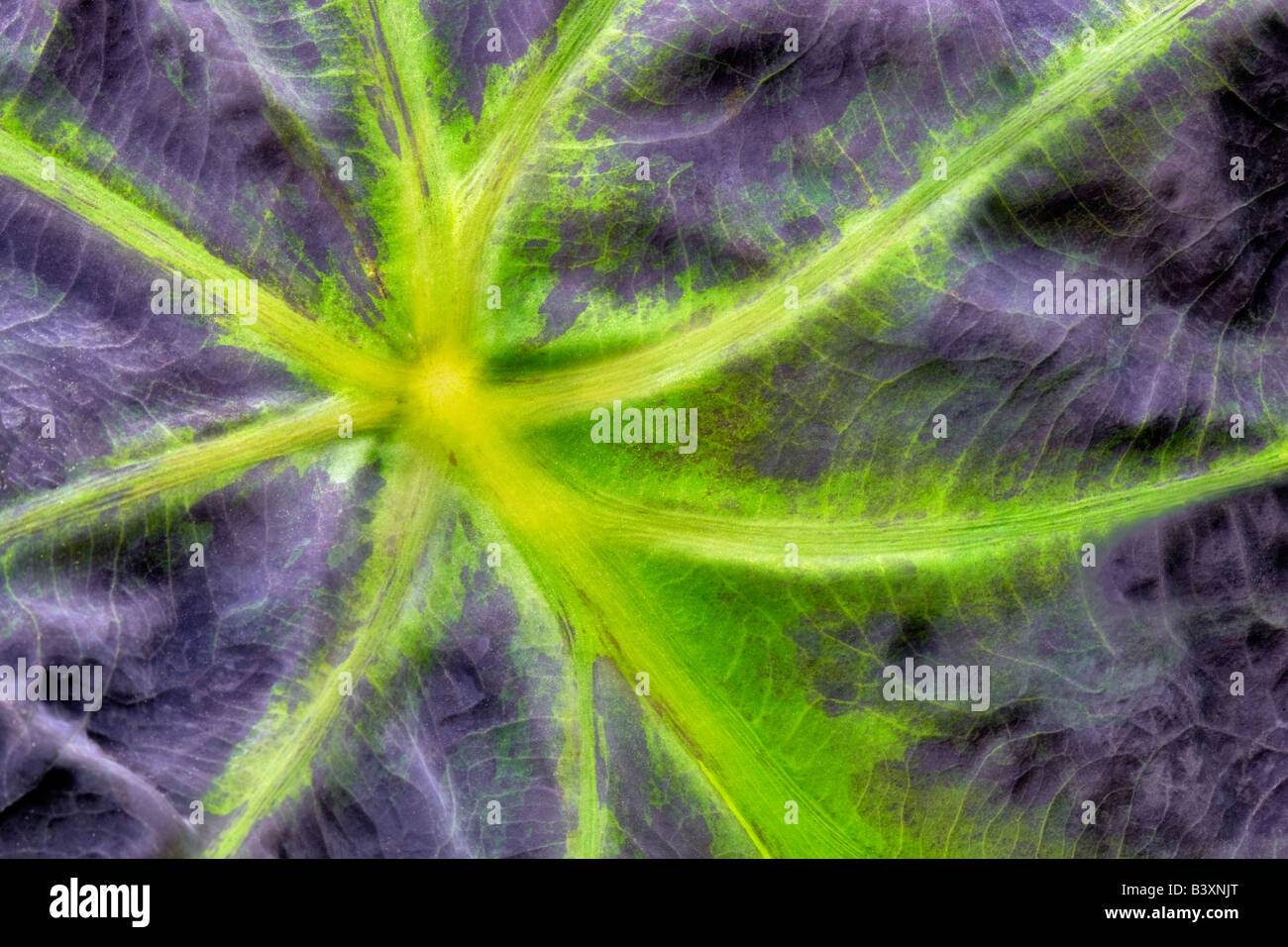 Nahaufnahme von Blattrippen der Taro-Pflanze Hugfhes Wassergärten Oregon Stockfoto