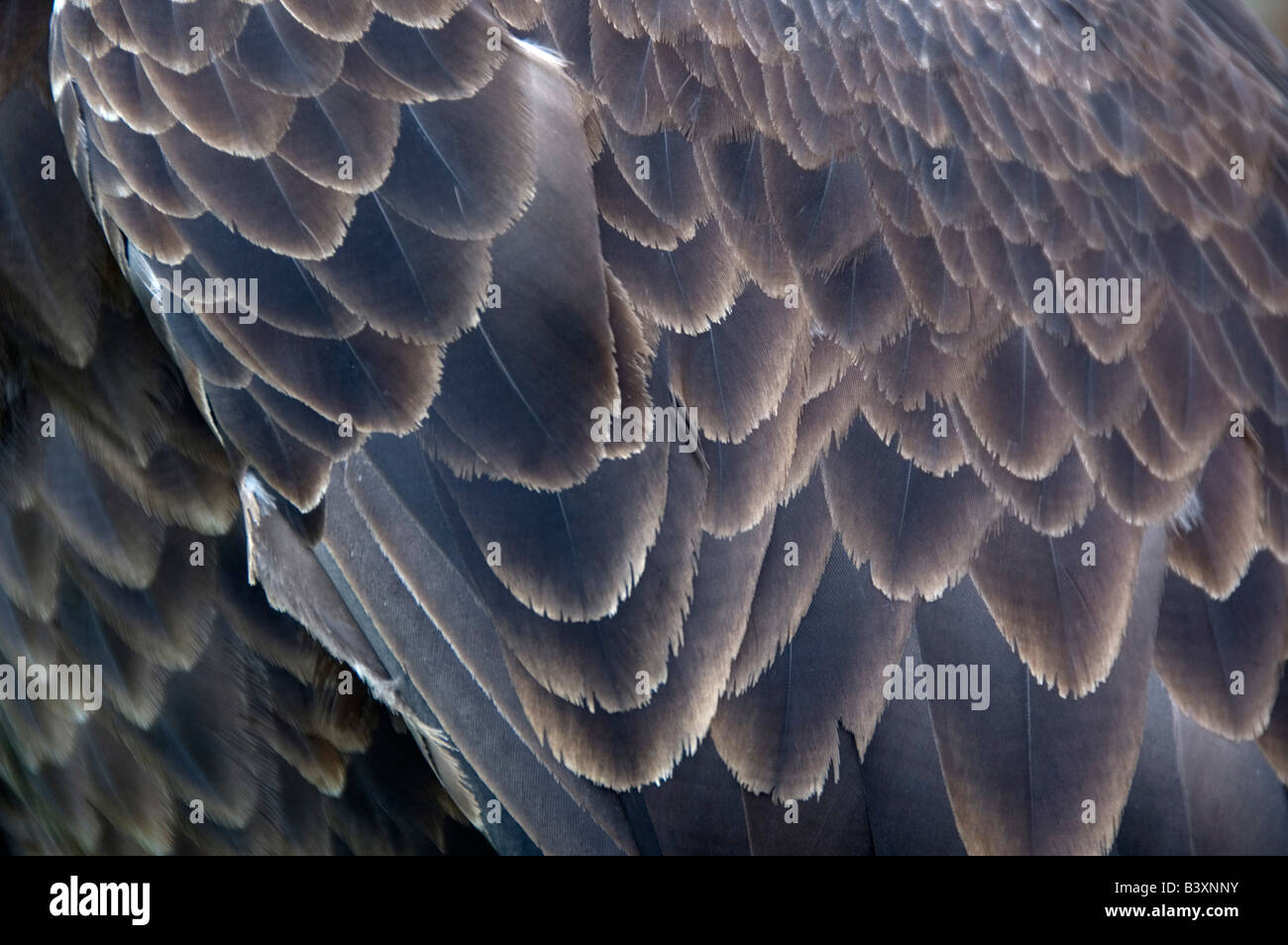 Abstrakten Detail der Flügelfedern der Weißkopf-Seeadler Stockfoto