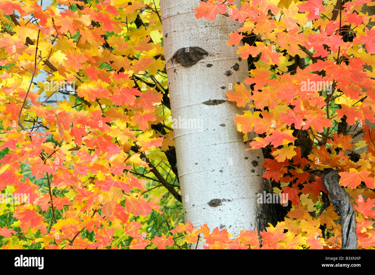 Rocky Mountain-Ahorn mit Espe Stamm im Herbst Farbe Targhee National Forest Idaho Stockfoto