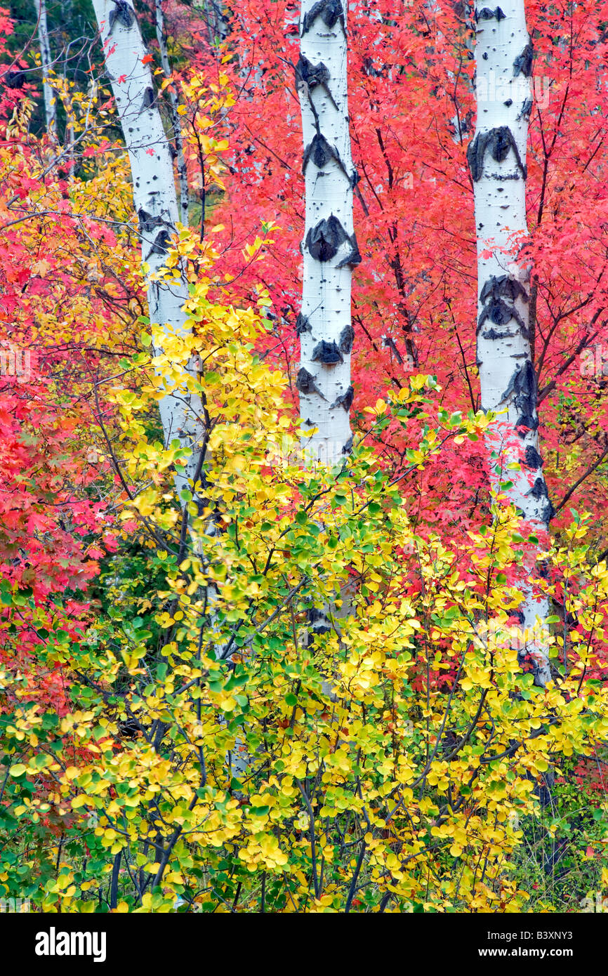 Gemischte Sorten von Ahornbäume mit Espen im Herbst Farbe Targhee National Forest Idaho Stockfoto