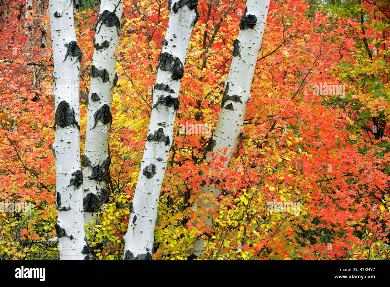 Gemischte Sorten von Ahornbäume mit Espen im Herbst Farbe Targhee National Forest Idaho Stockfoto
