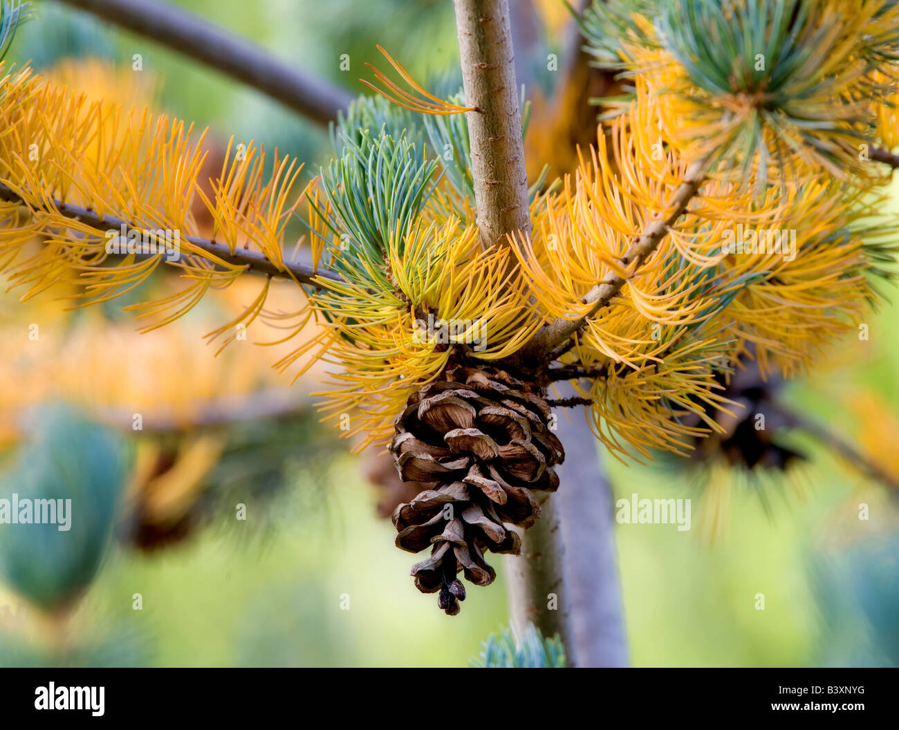 Lodgepole Kiefer und Zapfen mit Herbst farbigen Nadeln Wilsonville, Oregon Stockfoto