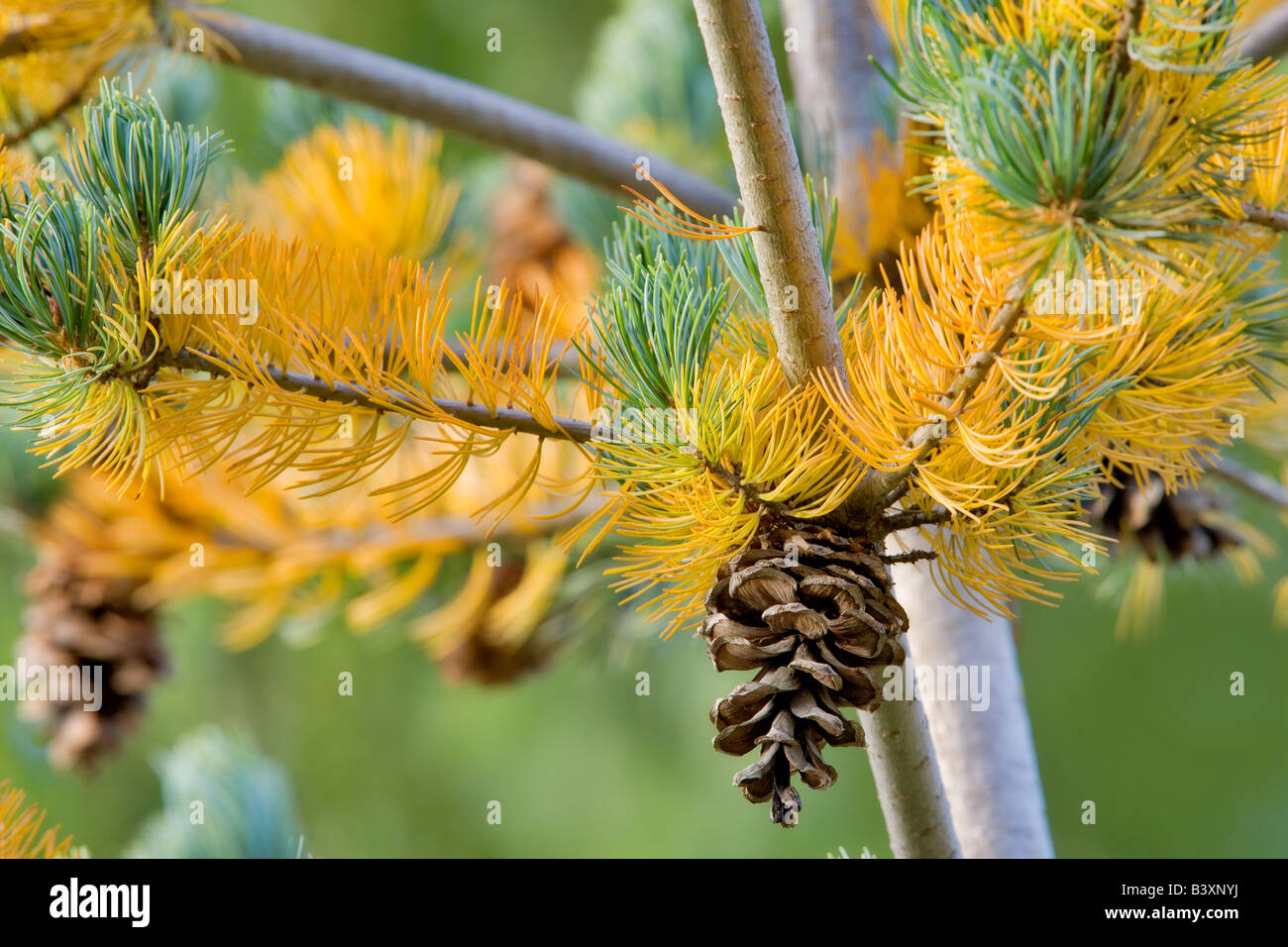 Lodgepole Kiefer und Zapfen mit Herbst farbigen Nadeln Wilsonville, Oregon Stockfoto
