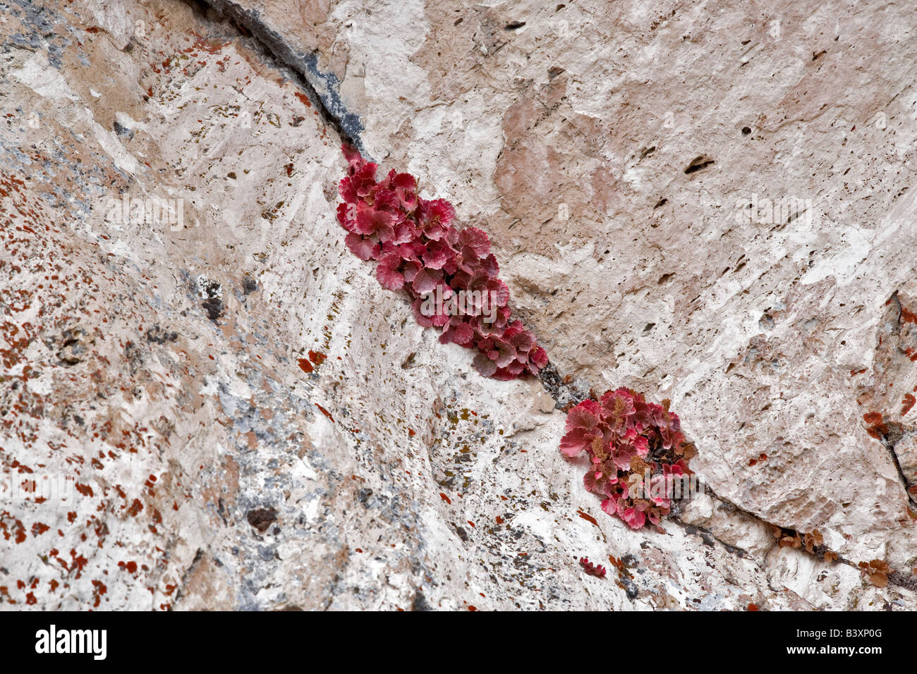 Kleine Pflanze, die zwischen Felsen in fallen Farbe Yellowstone Nationalpark WY Stockfoto