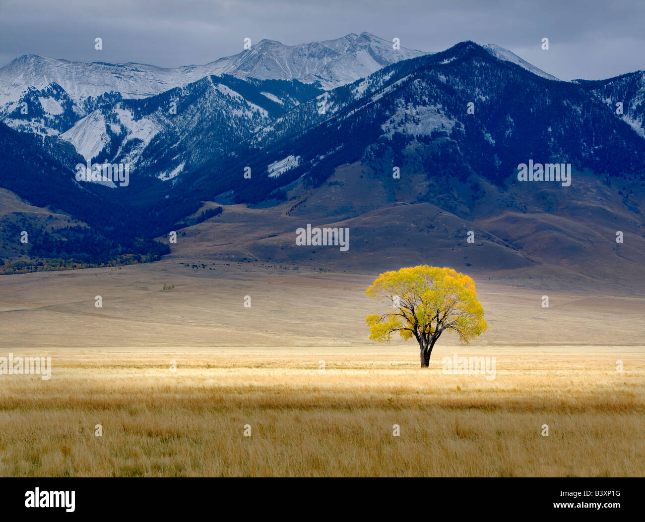 Einsamer Baum im Herbst Farbe in großen Weide in der Nähe von Ennis Montana Stockfoto