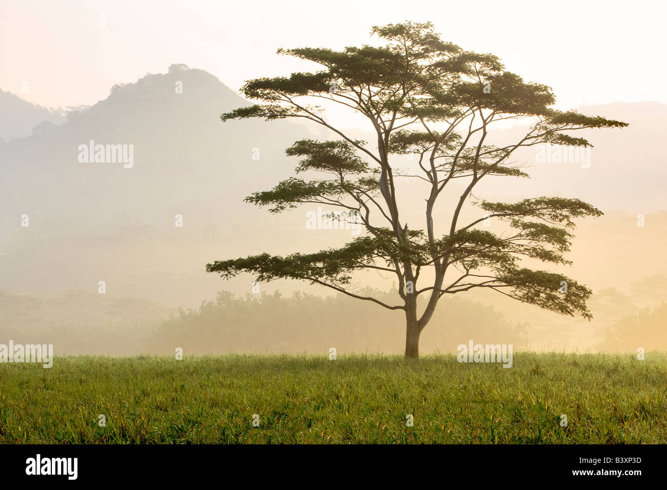 Einsamer Baum im Morgennebel Kauai Hawaii Stockfoto