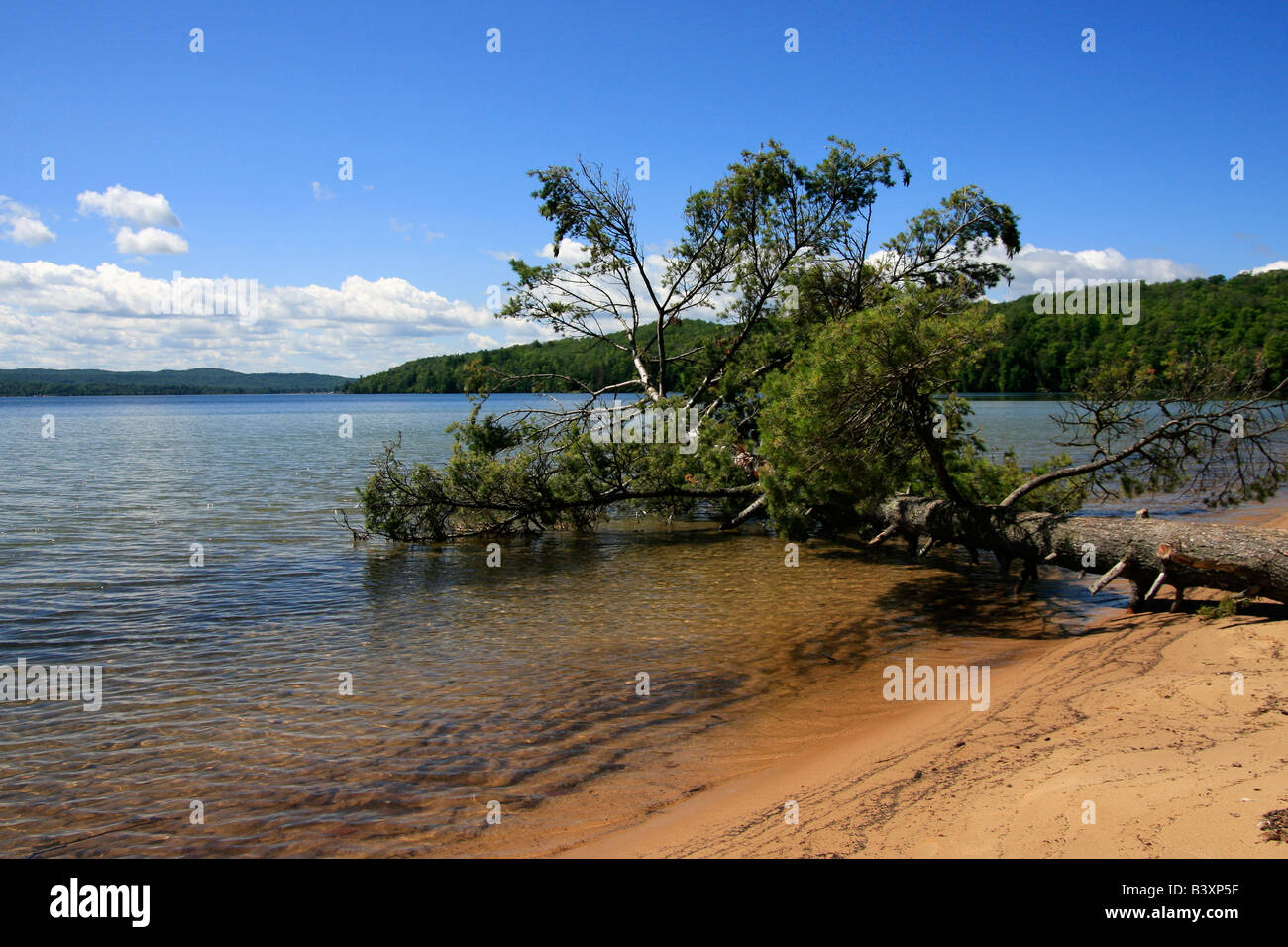 American Lake Superior Michigan in den USA große Seen großer gefallener toter Baum auf einer Sandstrandlandschaft von oben, niemand horizontal hochauflösend Stockfoto