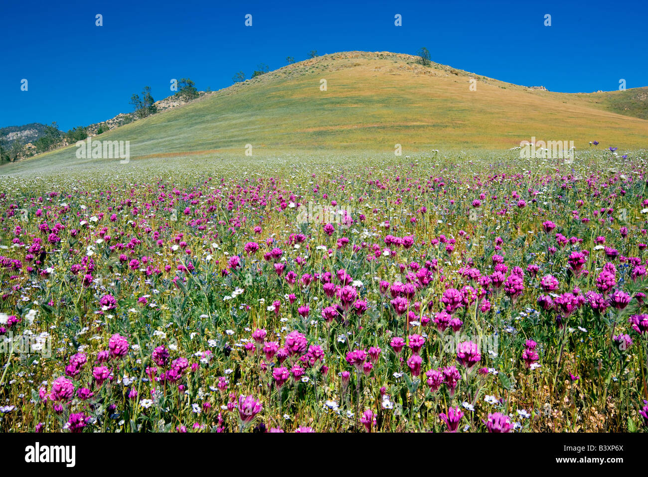 Vor allem lila Eulen Klee Castilleja Exserta Sequoia National Forest Kern County in Kalifornien Stockfoto