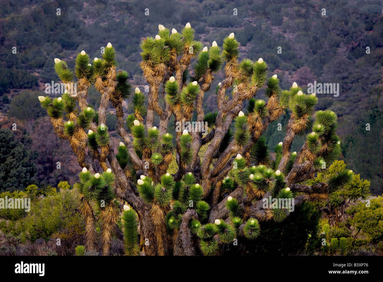 Blühende Joshua Bäume in der Nähe von Wlker Pass-Kalifornien Stockfoto