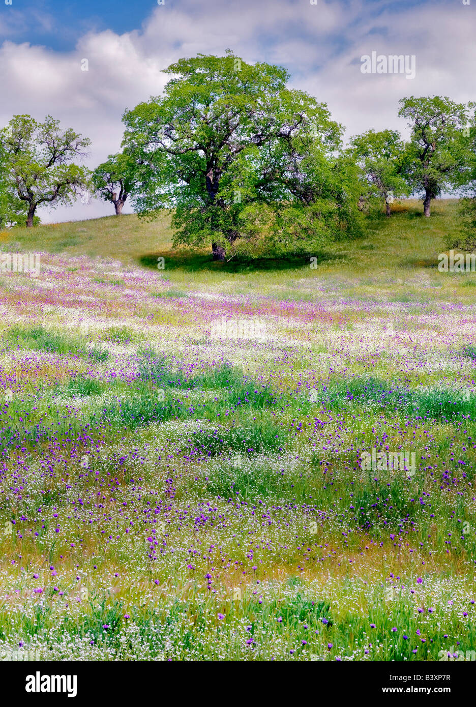 Mischung aus Wildblumen mit Eiche Bäume Kern County in Kalifornien Stockfoto