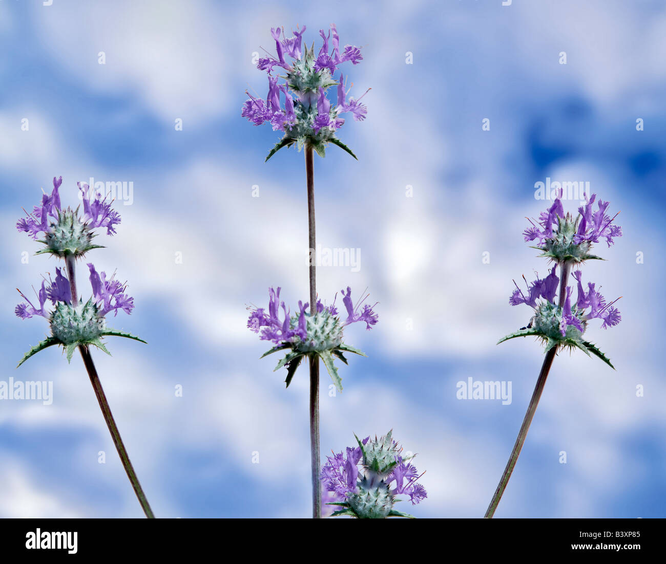 Nahaufnahme von lila Salbei Salvia Leucophylla Carrizo Plain Kalifornien Stockfoto