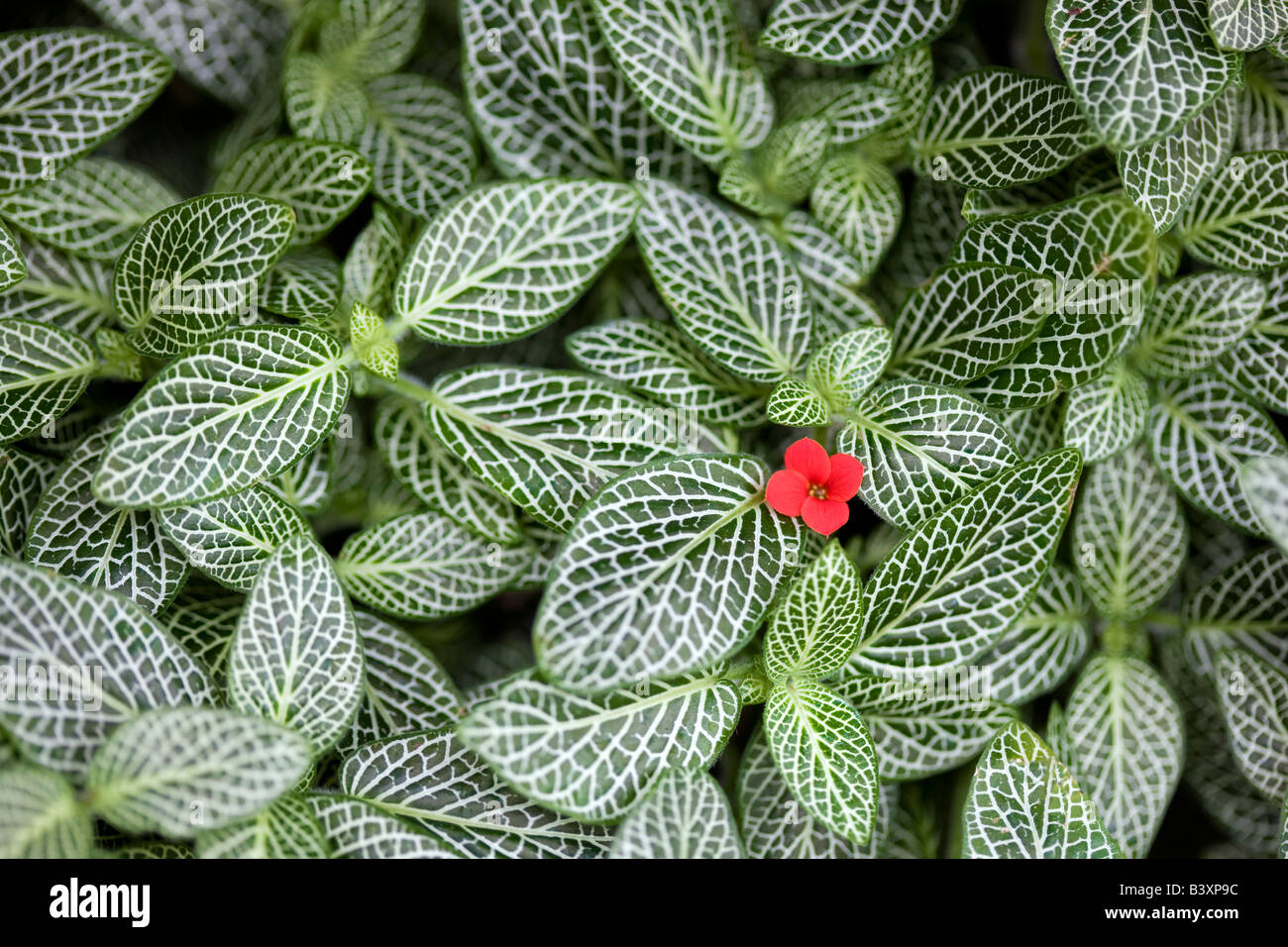 Fitotonia HB hautnah mit rote Blume Stockfoto