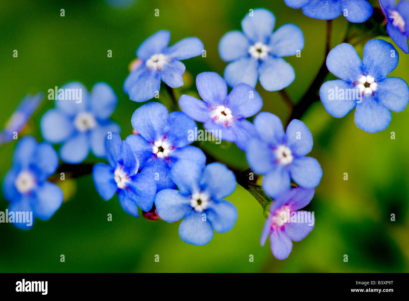 Brunnera Jack Frost Stockfoto