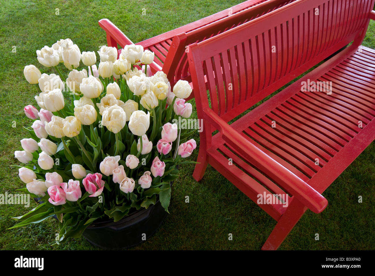 Töpfe mit Tulpen Blumen und Sitzbank aus Holz Schuh Tulip Farm Oregon Stockfoto