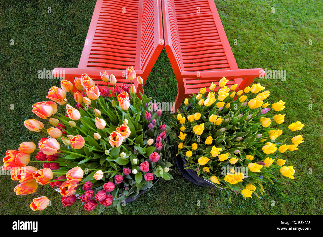 Töpfe mit Tulpen Blumen und Sitzbank aus Holz Schuh Tulip Farm Oregon Stockfoto