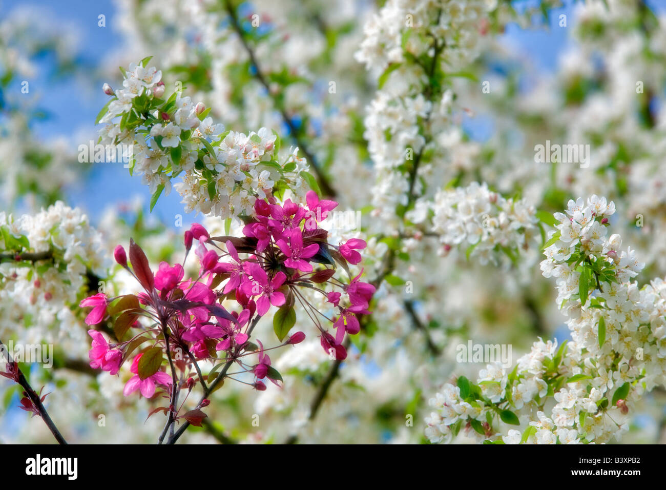 Cherry Blossoms Hulda Klager Flieder Gärten Woodland Washington Stockfoto