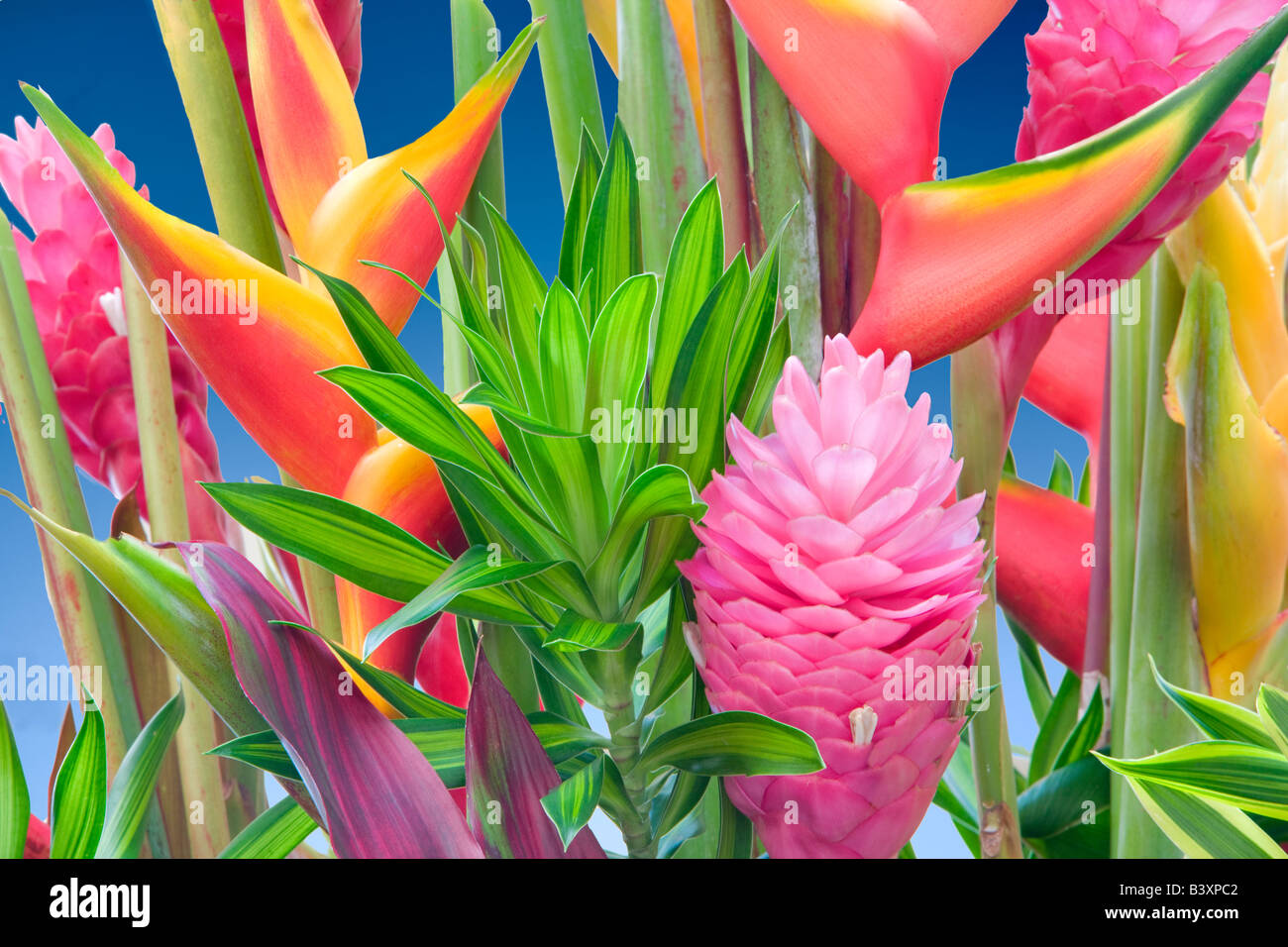 Tropische Blumen-Arrangement Heliconia und Ingwer Kauai Hawaii Stockfoto