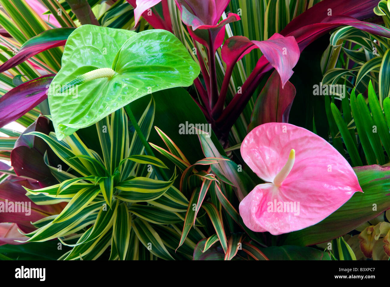 Tropische Blumen Anordnung Anthurium Blumen und tropischen Pflanzen Kauai Hawaii Stockfoto