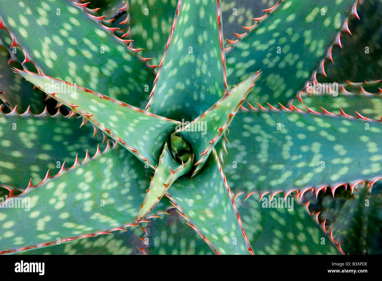 Aloe-Pflanze Kauai Hawaii Stockfoto