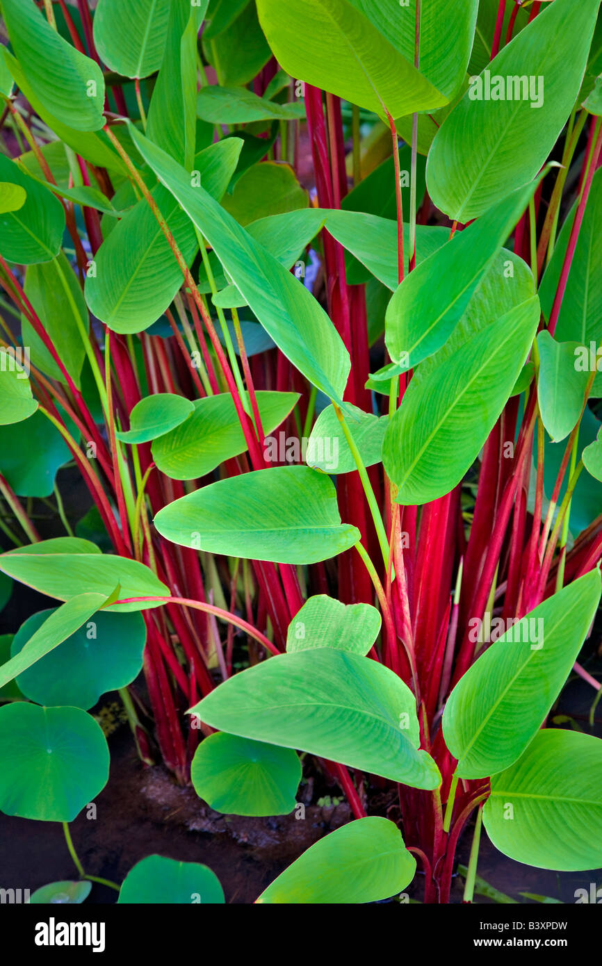 Eidechse Pflanze Kauai Hawaii Stockfoto