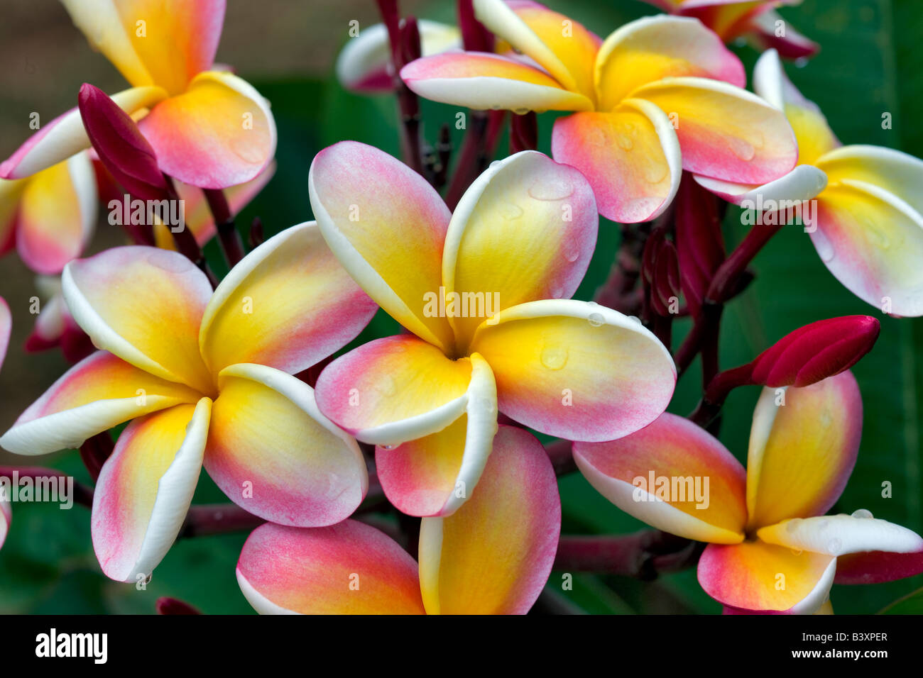 Plumeria oder Frangipani Blüte mit Regen Tropfen Kauai Hawaii Stockfoto