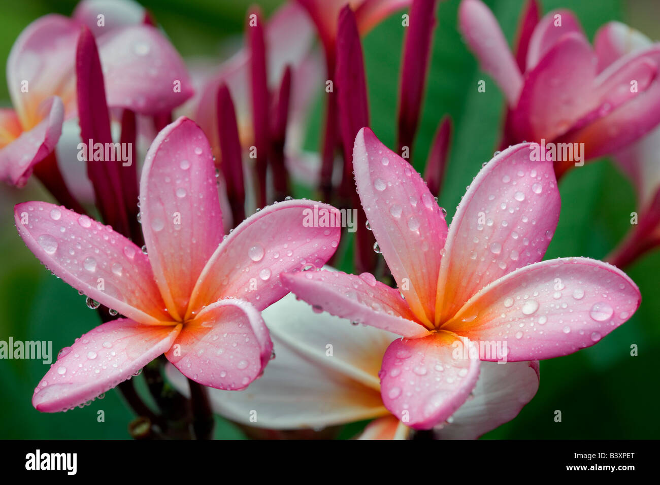 Plumaria oder Frangipani Blüte mit Regen Tropfen Kauai Hawaii Stockfoto