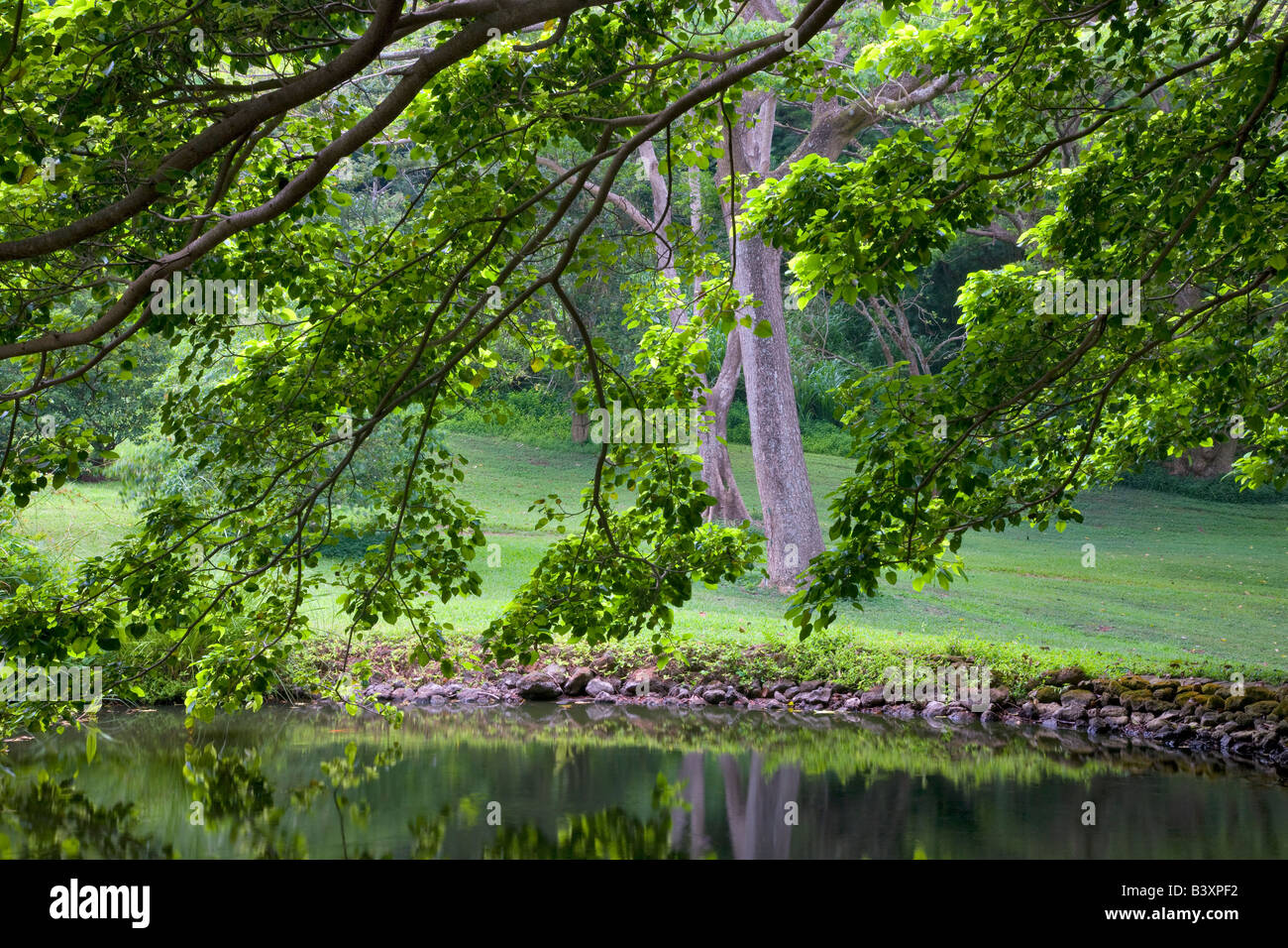 Teich mit Bäumen Bomdacopsis Fendlen National Tropical Botanical Garden Kauai Hawaii Stockfoto