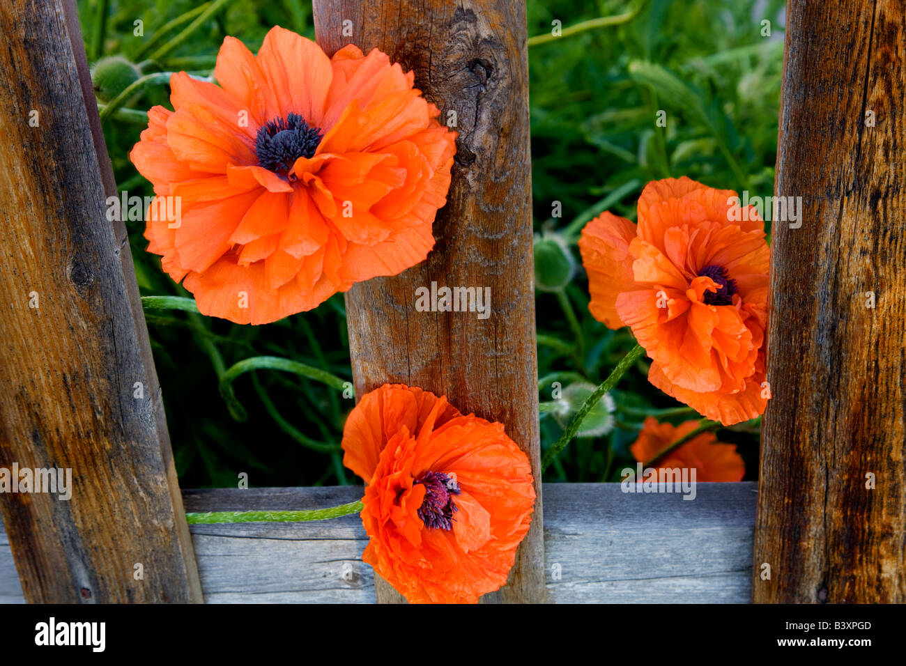 Rote Mohnblumen und verwitterten Zaun Joseph Oregon Stockfoto