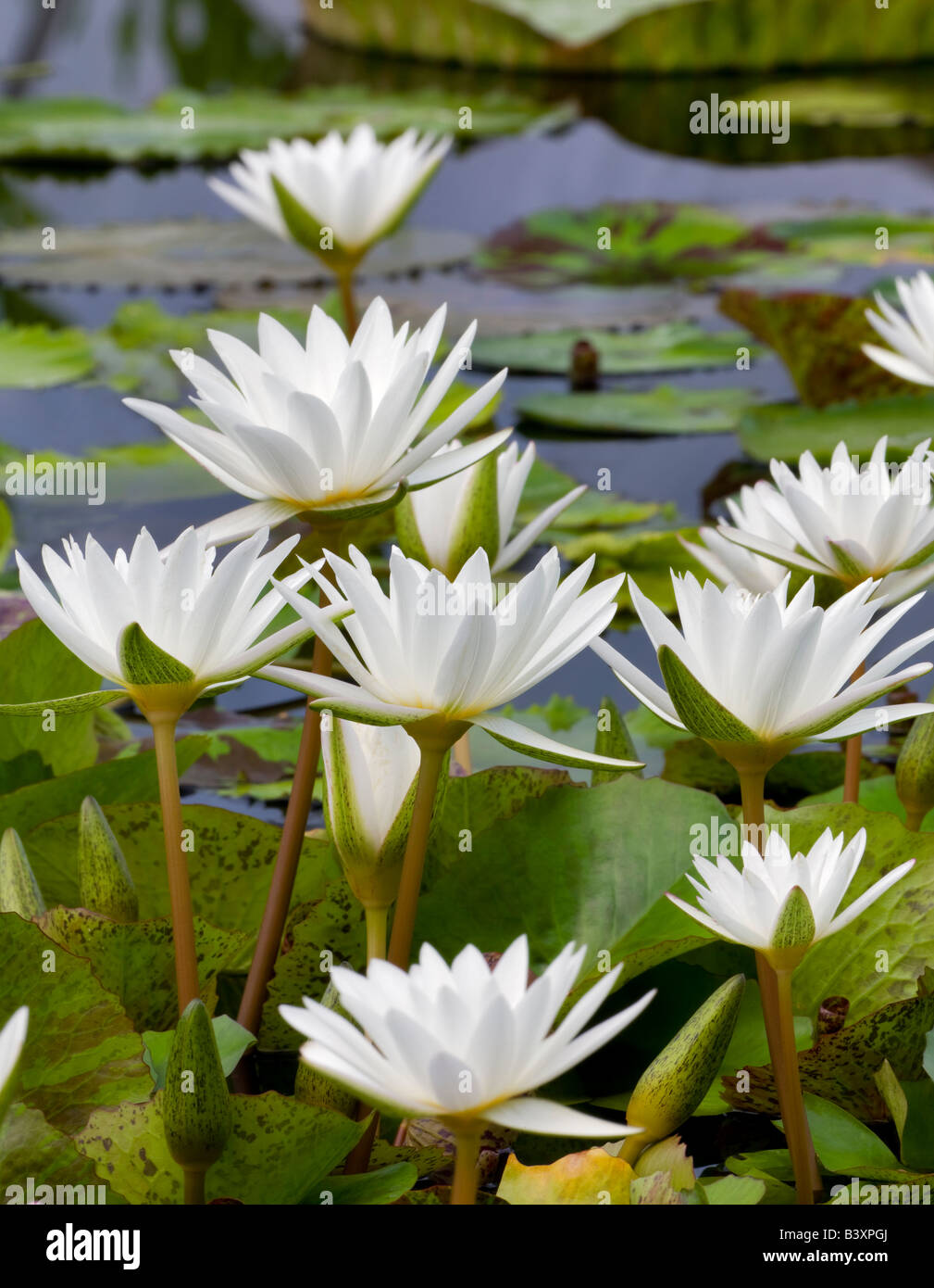 Weiße Unschuld tropischen Seerose Hughes Wassergärten Oregon Stockfoto