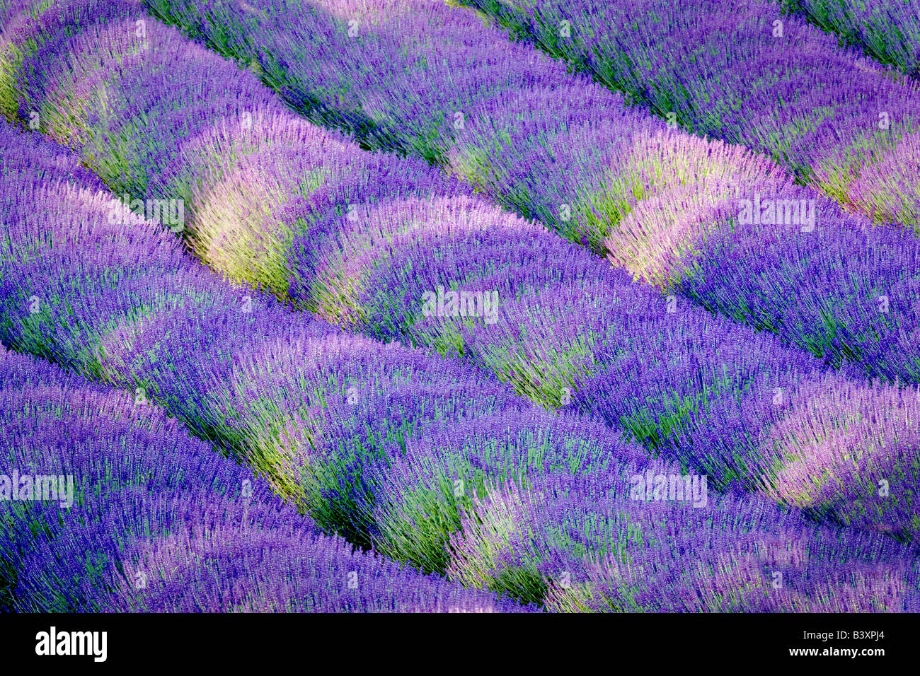 Reihen von Lavendel Purple Haze Lavender Farm Washington Stockfoto