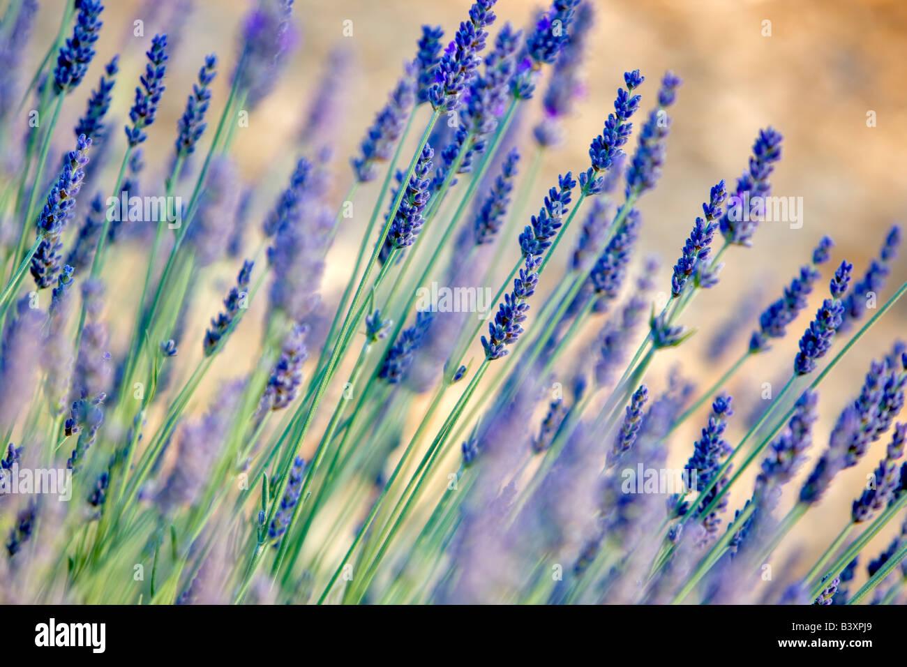 Nahaufnahme der Lavendelpflanze Washington Stockfoto