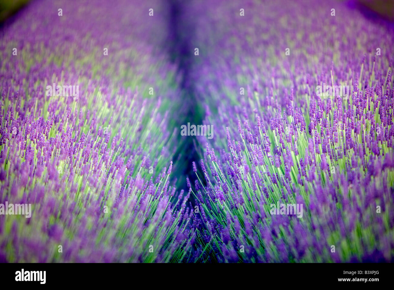 Reihen von Lavendel Engel Lavender Farm Washington Stockfoto