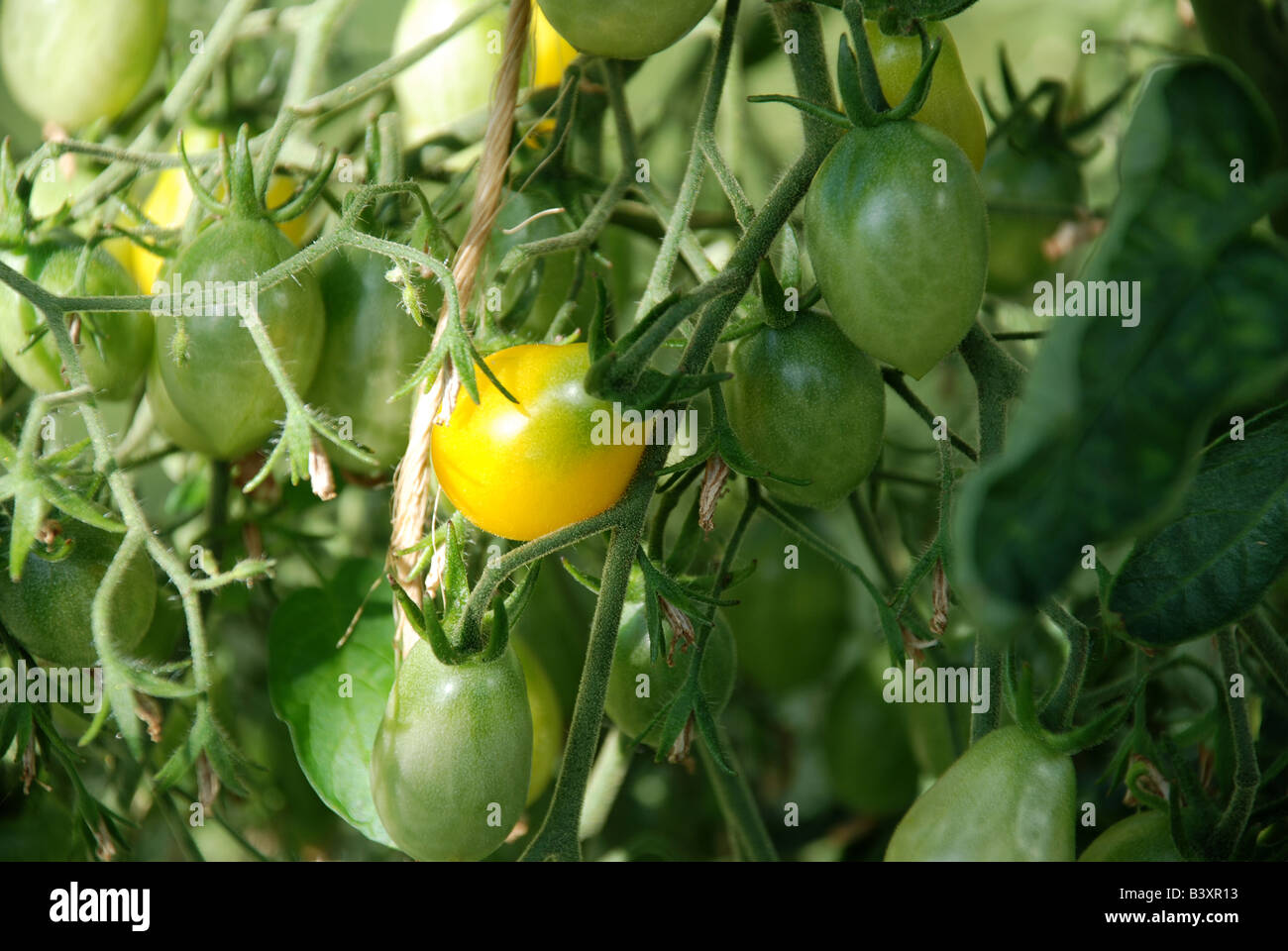 Gelbe Tomaten an einer Pflanze Stockfoto