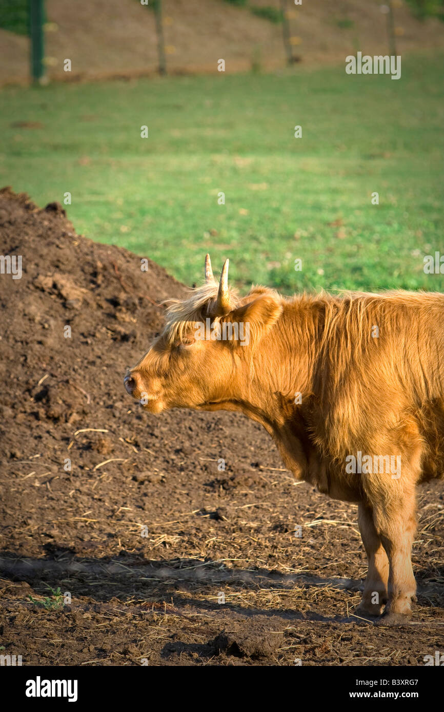 Highland-Kuh stehend mit Augen geschlossen bei Sonnenuntergang Stockfoto