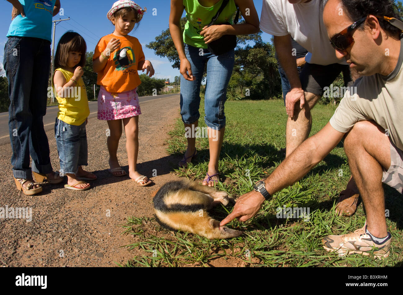 Zwerg oder Kragen Ameisenbär Tamandua Tetradactyla getötet von einem Auto in Mato Grosso do Sul Brasilien Stockfoto