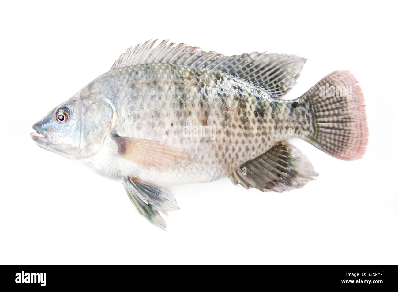 Tilapia oder Zamezi Brassen Fisch ganze isoliert auf einem weißen Studio-Hintergrund Sambia Afrika Stockfoto