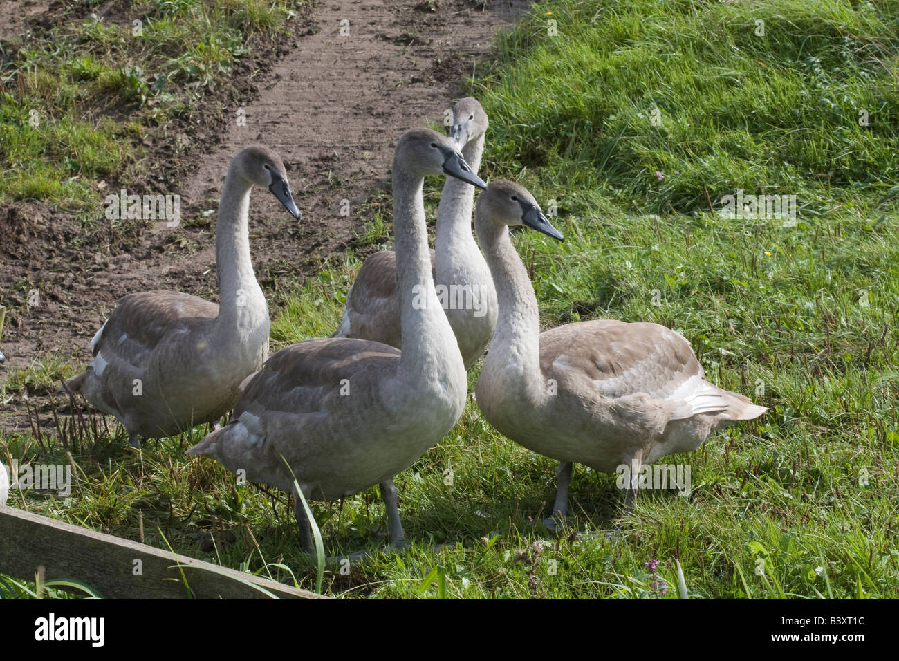 Vier Höckerschwan (Cygnus Olor) Cygnets heraus für einen Spaziergang Stockfoto