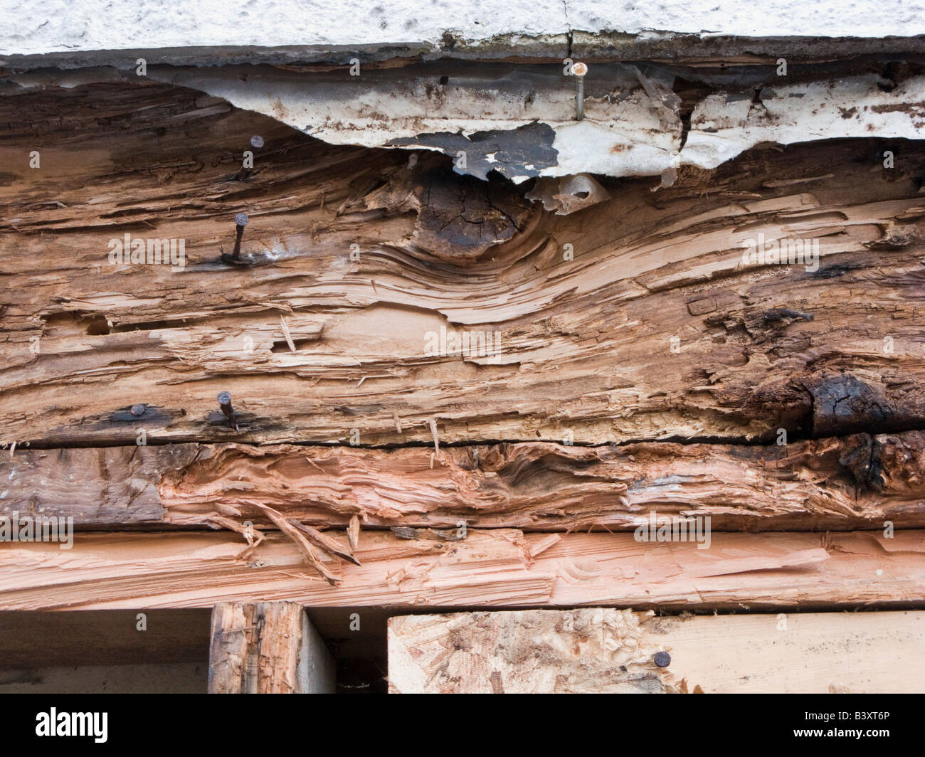 Rossameise Schäden in Holzbalken Stockfoto