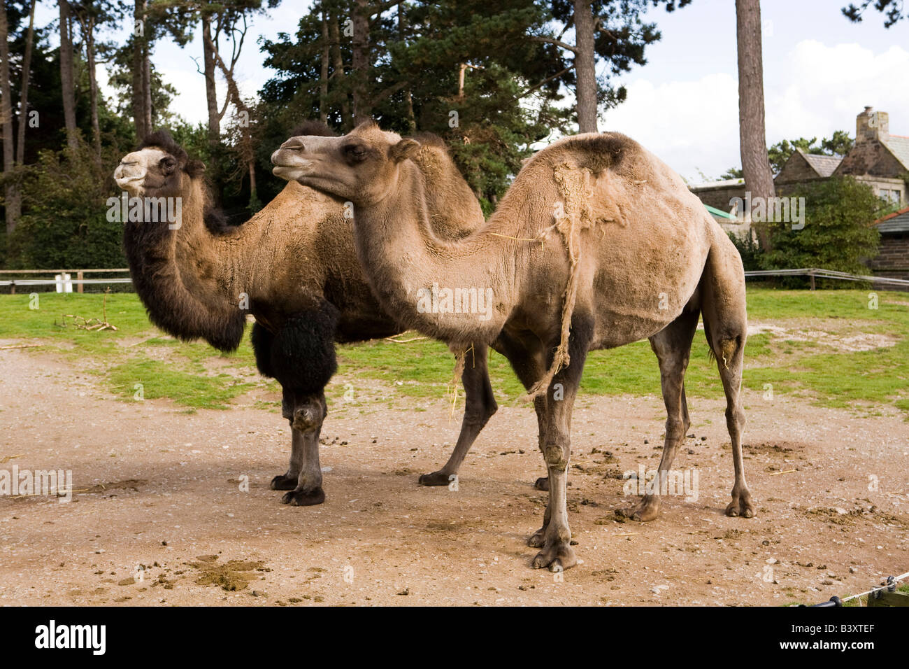 UK Wales Clwyd Colwyn Bay Welsh Mountain Zoo Zuchtpaar von Erwachsenen Bactrian Kamele Camelus bactrianus Stockfoto