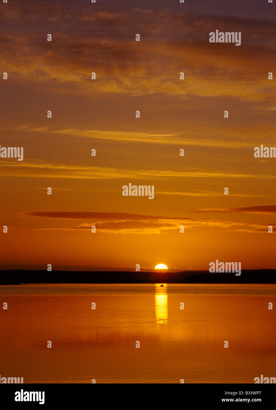 dh Loch of Harray STENNESS ORKNEY Swan und Sonnenuntergang im Lochside Naturschutzgebiet orange Dämmerung Himmel Sonne Sonnenuntergang romantisch launisch ruhigen schottland Sommer Stockfoto