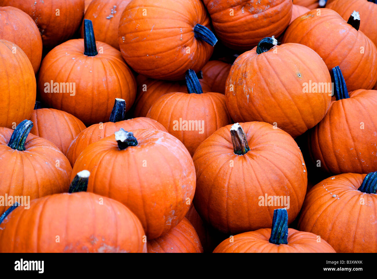 Stapel von Kürbissen zum Verkauf an einem Stand am Straßenrand; in der Nähe von Ins, Schweiz. Stockfoto