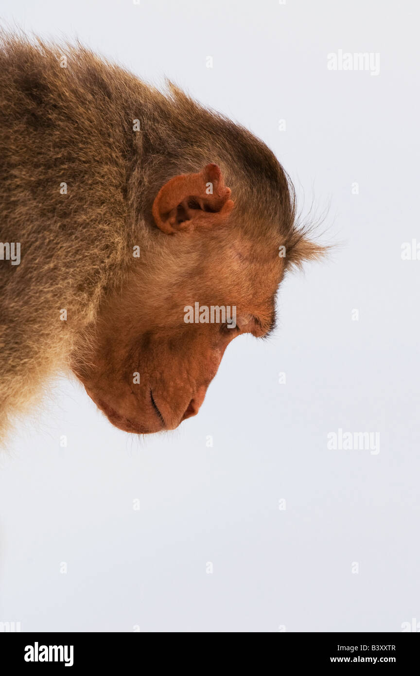 Macaca Radiata. Bonnet Macaque Affengesicht vor weißem Hintergrund. Indien Stockfoto