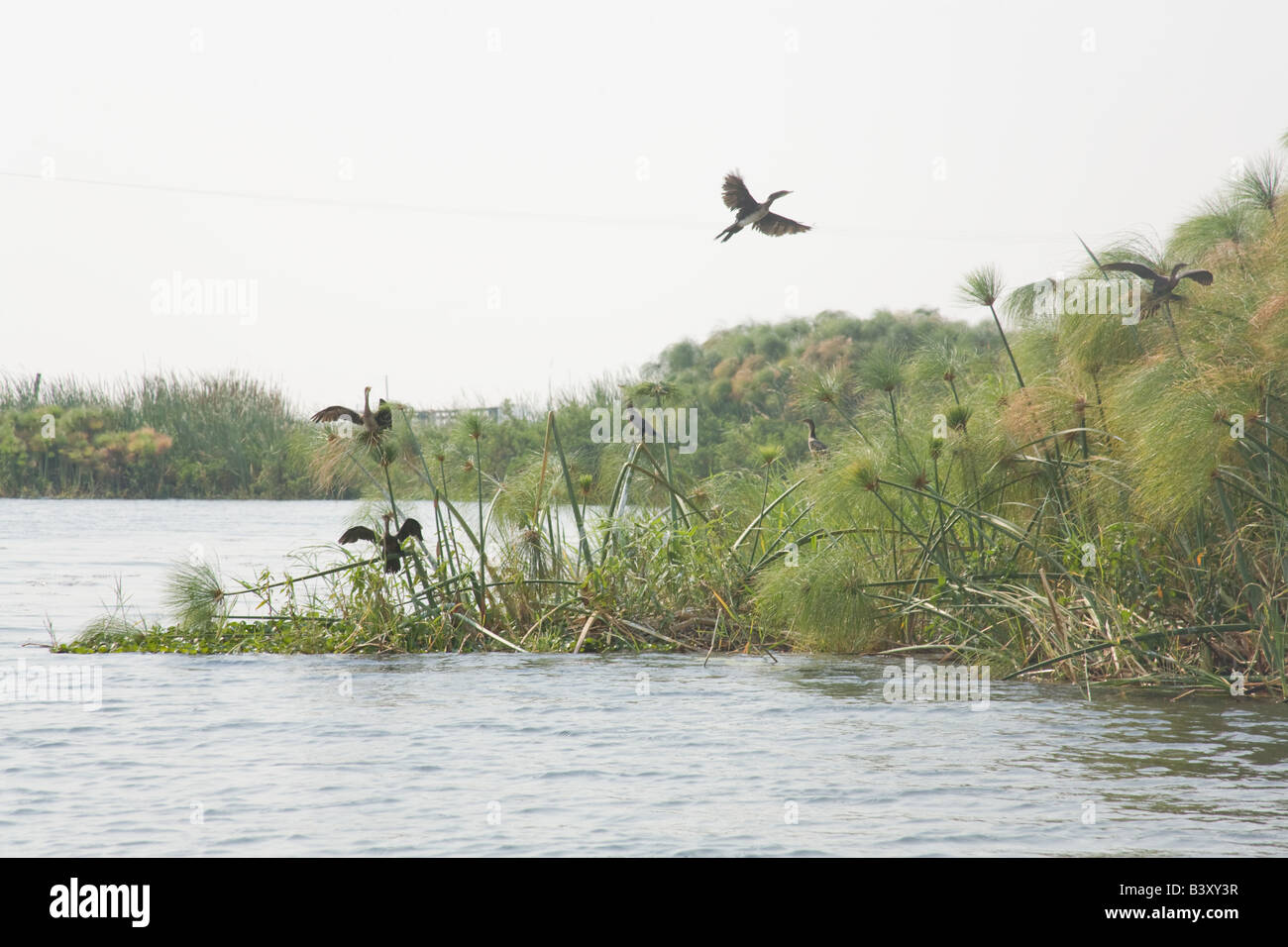 Schwarzen Kormoranen Kafuie Fluß Sambia Afrika Stockfoto