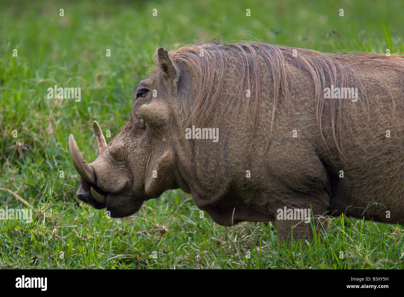 Wildschwein Schwein Stoßzähne Uganda wildlife Stockfoto