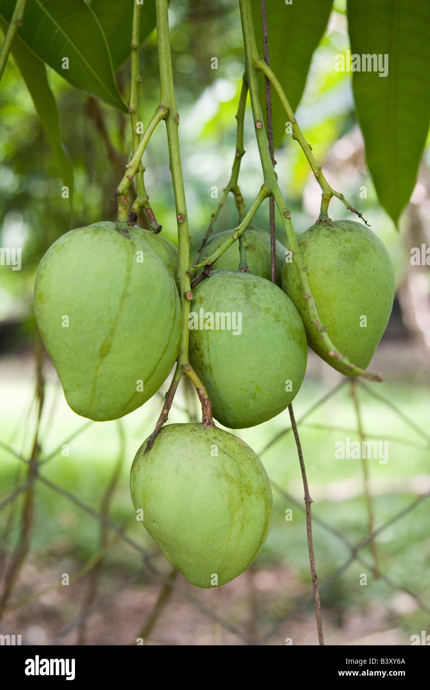 Unreife Mangos hängen in einer Reihe Stockfoto