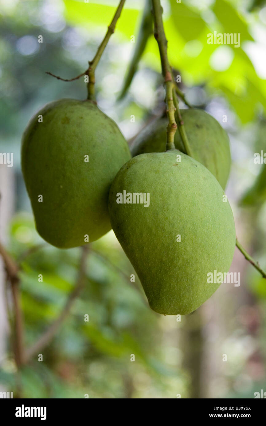 Unreife Mangos hängen in einer Reihe Stockfoto