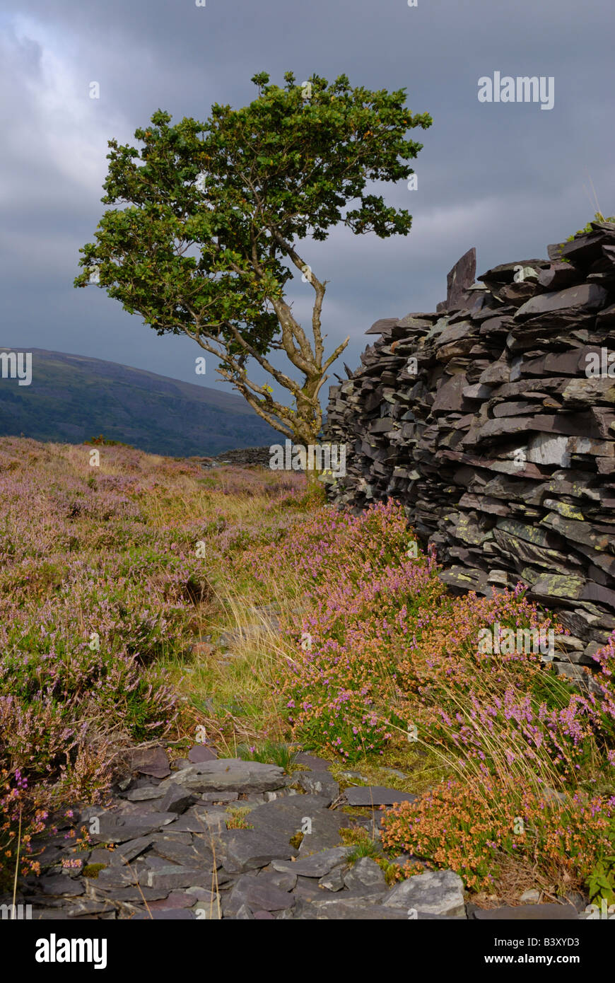 Baum und Schiefer Wand Padarn Country park Llanberis Wales Stockfoto